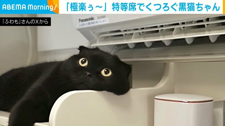 冷房の前でくつろぐぷりもちゃん