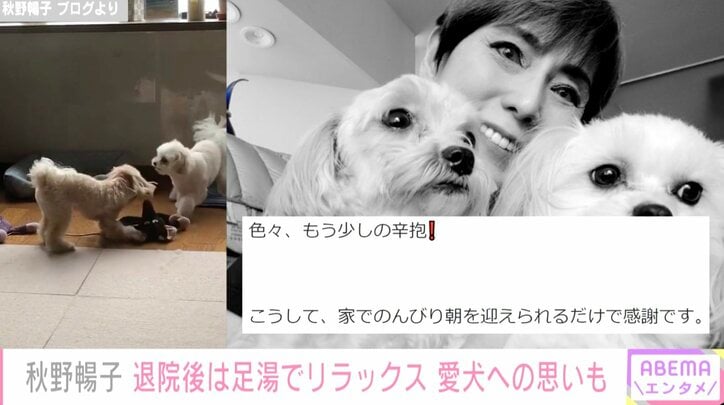 秋野暢子、免疫低下で離れて暮らす愛犬への想いをつづる「色々、もう少しの辛抱！」