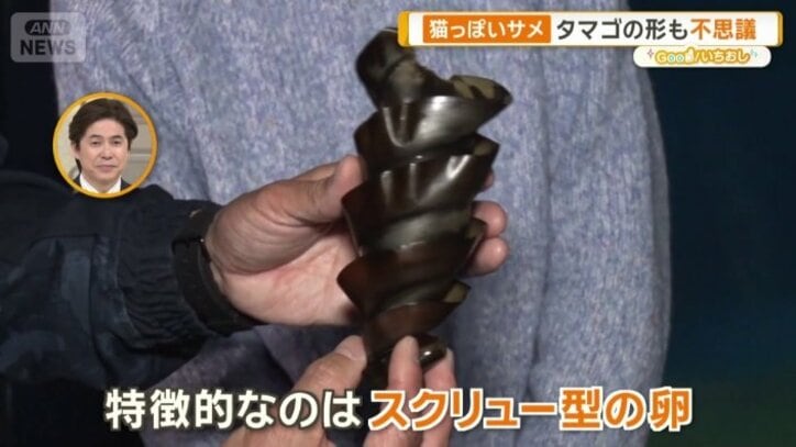 ネコザメの仲間の卵