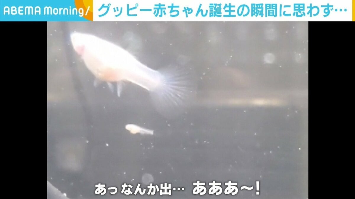 グッピーの赤ちゃん誕生の瞬間に なんか出 あああー 飼い主も初めて誕生を目撃 話題 Abema Times