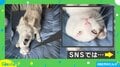 猫が犬に下から「だ～れだっ」する“神的瞬間” 猫のドヤ顔も相まって「最高」「めっちゃイイ」の声