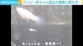 グッピーの赤ちゃん誕生の瞬間に「なんか出…あああー！」 飼い主も初めて誕生を目撃