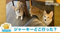 【映像】動きがシンクロする2匹のコーギー