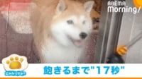 【映像】“ルンルンステップ”→17秒後に飽きる犬