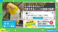 旦那の帰りを察知したインコ 喜びの“ドア前ぴょんぴょん”に絶賛の声
