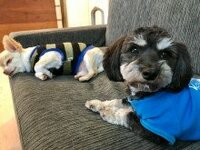 坂上忍“念願”が叶ったことを告白、動物番組の初司会に「もう、メロメロです」