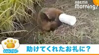 【映像】ボトルにはまったタヌキを救出