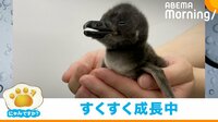 【映像】赤ちゃんペンギンの食事シーン