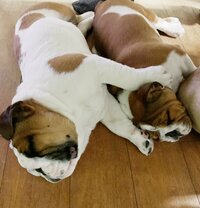 北斗晶『私の大好きなご飯のお供の作り方。』