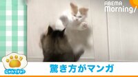 【映像】漫画みたいな驚き方の猫