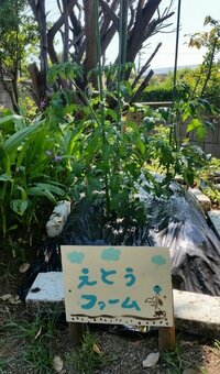 Wエンジンえとう、家庭菜園に開眼「素人はトマトが最適」