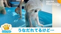 【映像】プールに“絶望”しているかのような犬