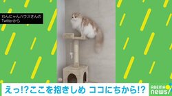 キャットタワーの降り方が独特な猫 柱にしがみつく姿に「自分の身体能力信じて」「安全第一」視聴者くぎ付け