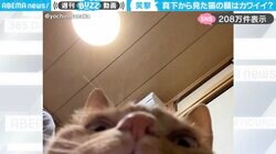 投稿者「ネコはどの角度から見てもカワイイとか言ったの、誰だ！」←真下から見上げた“衝撃的な表情”に「すげーかわいいw」「この角度から見ると趣がある」と話題