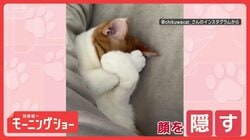 「お布団めくらないで！」　恥ずかしい？　前脚で顔を隠すネコちゃん　