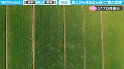 「あ、風のあしあとだ」上空から撮影した田んぼの“風の軌跡”に「すごい神秘的」「ずっと見ていたい」と話題