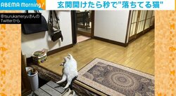 玄関開けたら秒で「ドーーン！」 豪快な寝姿を披露する猫 カメラ目線で“バンザイ＆へそ天”を決めるあざとい一面に反響