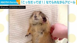 こっちなでて!! マッサージを受けるプレーリードッグ 飼い主の心を掴む“愛くるしい行動”にキュン
