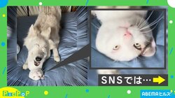 猫が犬に下から「だ～れだっ」する“神的瞬間” 猫のドヤ顔も相まって「最高」「めっちゃイイ」の声