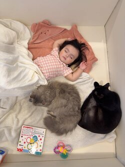 川崎希、次女と愛猫たちが一緒に眠る“癒やしショット”を披露「離れず近くにいるの」「なかよしだね〜」