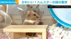 机にちょこん…からの「ビシィ!!」キレキレの“ツッコミ”を入れるハムスターに飼い主笑顔「何その動き可愛いｗ」