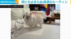 外では臆病、家ではギア爆上がり!! 大興奮ポメラニアンの“珍行動”に呆然「目が回らないの!?」 なぜかゴミの日にも覚醒