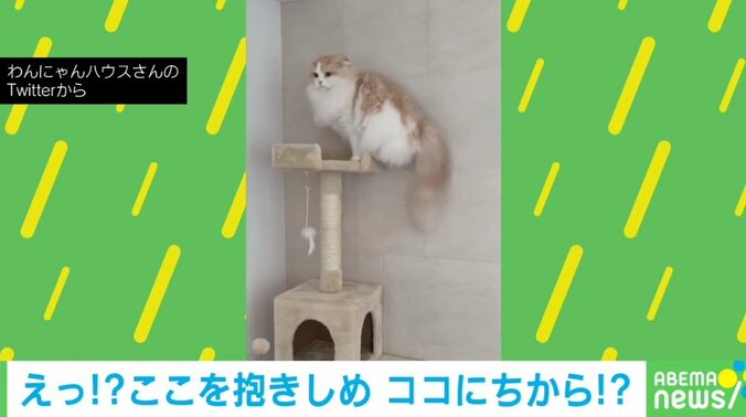 キャットタワーの降り方が独特な猫 柱にしがみつく姿に「自分の身体能力信じて」「安全第一」視聴者くぎ付け 1枚目