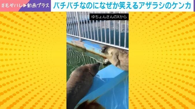 ワモンアザラシ