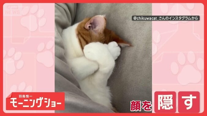 「お布団めくらないで！」　恥ずかしい？　前脚で顔を隠すネコちゃん　 1枚目