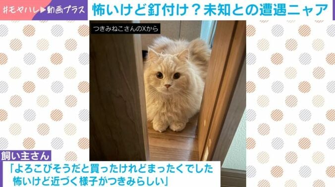 猫のつきみくん