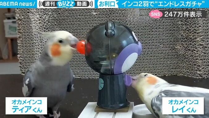 めちゃくちゃ賢い！“ガチャ”に大ハマりした2匹のインコ、人間のように役割分担して永遠に遊び続ける様子がスゴすぎる 1枚目