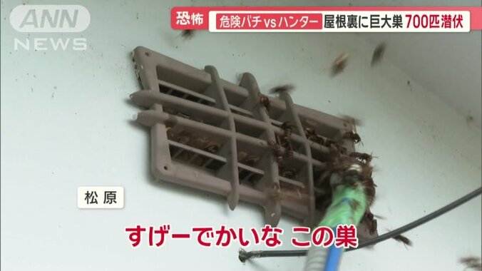 吸引機を使ってハチを捕まえる