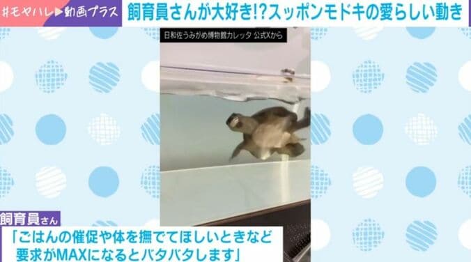 スッポンモドキのなっちゃん