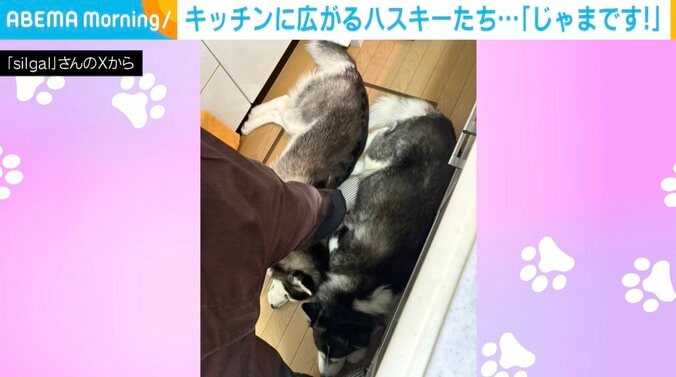 ハスキーのシルバちゃんとガルくん