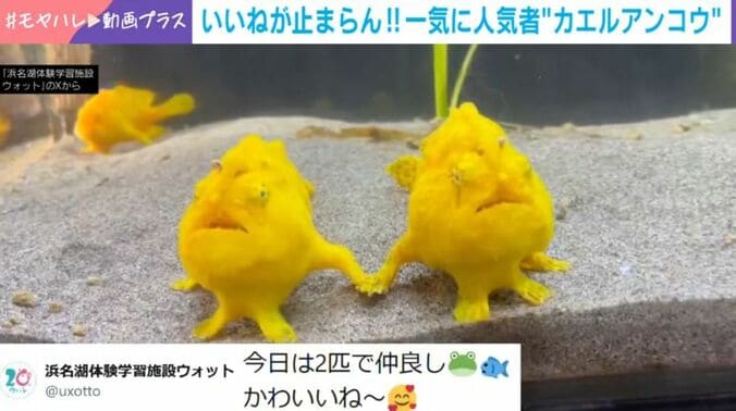 カエルアンコウ