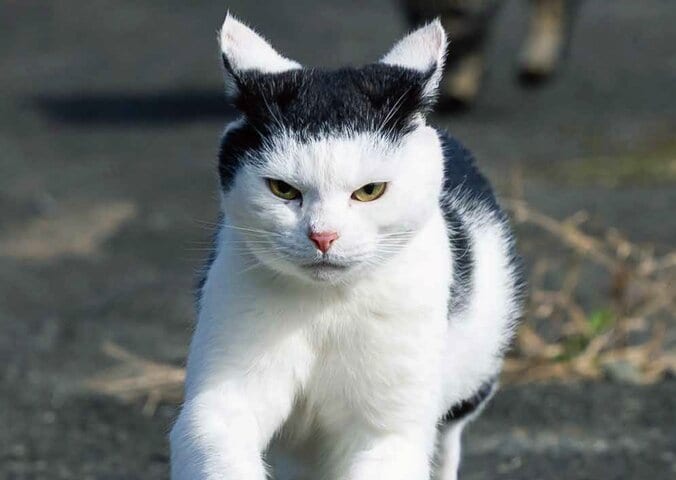 『必死すぎるネコカレンダー2026』