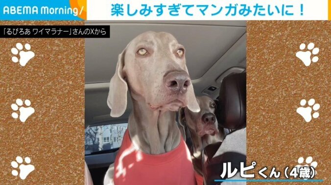 犬のルピくん（4歳）