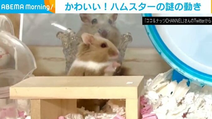 机にちょこん…からの「ビシィ!!」キレキレの“ツッコミ”を入れるハムスターに飼い主笑顔「何その動き可愛いｗ」 1枚目