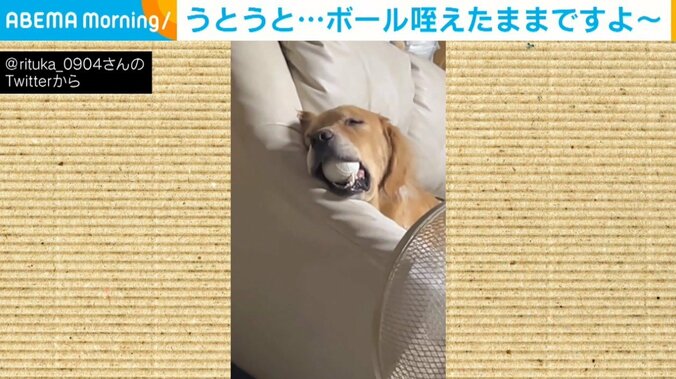 遊び疲れてうとうと… 口にボールが入ったまま寝る犬に「宝物離さない姿最高」「電池切れちゃったかな」とほっこり 1枚目