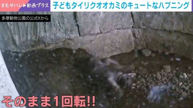 子どもタイリクオオカミ