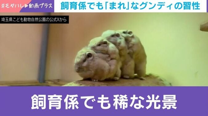 グンディが魅せた“奇跡の整列”