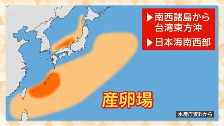 太平洋クロマグロの産卵場
