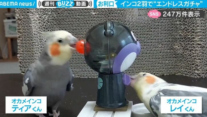 めちゃくちゃ賢い！“ガチャ”に大ハマりした2匹のインコ、人間のように役割分担して永遠に遊び続ける様子がスゴすぎる