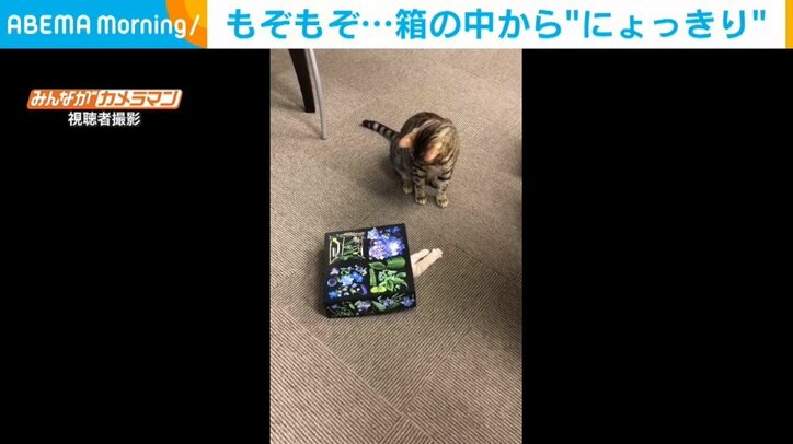 猫が箱の中で“もぞもぞ” 見つけると入ってしまう珍行動が話題