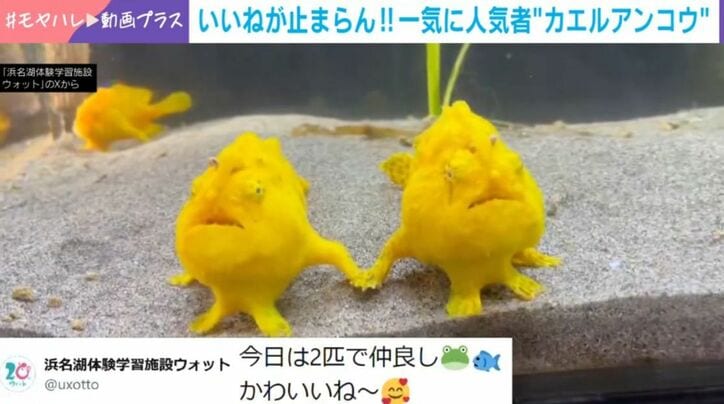 カエルアンコウ