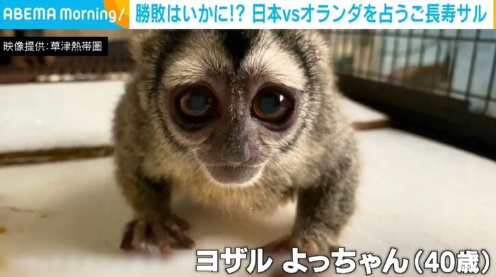 ヨザル