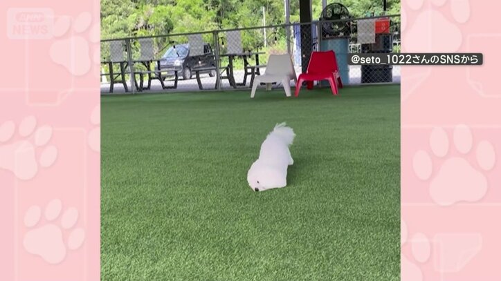 芝生に顔をうずめて進む