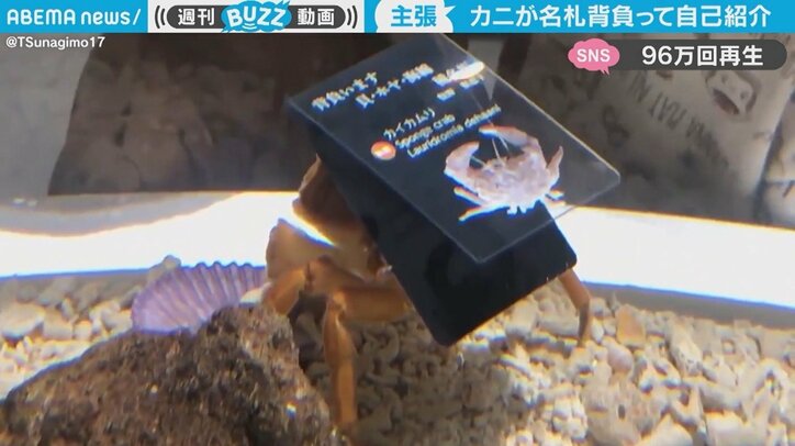 積極的すぎるカニが驚きの“珍”行動 「えっ！？」名札を背負って自己紹介