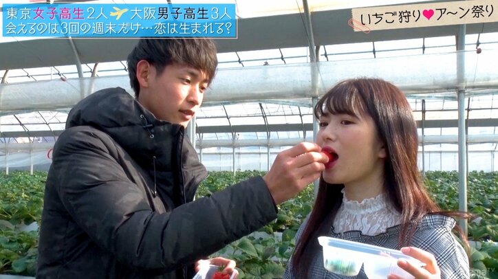 美少女JKを巡る争奪戦、いちご狩りで「あーん」合戦勃発 『恋ステ』大阪編