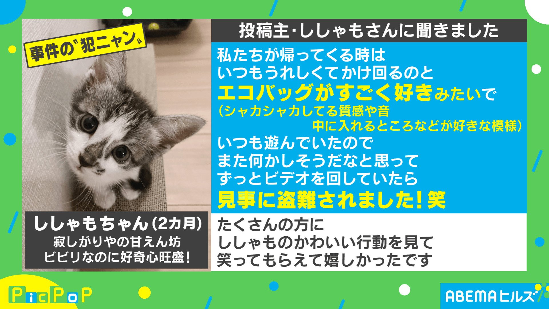 盗難にあいました 子猫の 華麗なる犯行 に称賛の声 ネコババ こんなドロボウなら大歓迎 Abematimes Twitterで 子猫のかわいい 盗難の瞬間 ｄメニューニュース Nttドコモ